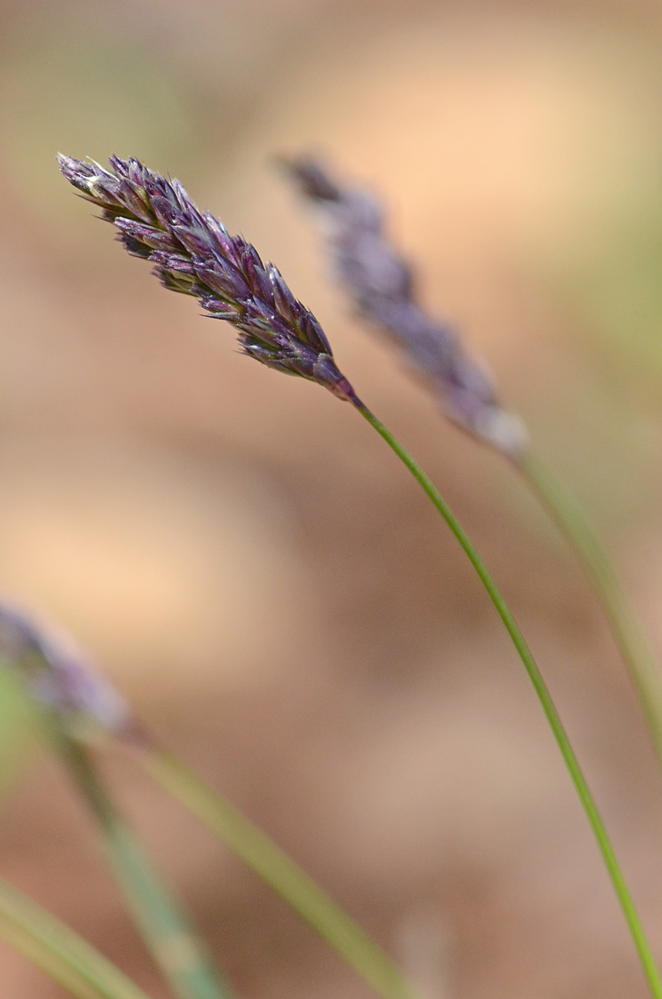 Sesleria sp